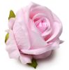 The Rose Lover'S Gift Box Bloomgasm - Pink