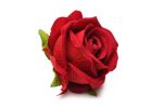 The Rose Lover'S Gift Box Bloomgasm - Red